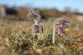 Pulsatilla pratensis - the small pasque flower Sweden, Gotland, May 2022