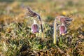 Pulsatilla pratensis - the small pasque flower Sweden, Gotland, May 2022