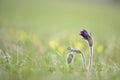 Pulsatilla pratensis ssp, nigricans - Small pasque flower, rare endangered species Royalty Free Stock Photo