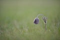 Pulsatilla pratensis ssp, nigricans - Small pasque flower, rare endangered species Royalty Free Stock Photo