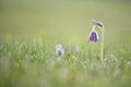 Pulsatilla pratensis ssp, nigricans - Small pasque flower, rare endangered species Royalty Free Stock Photo