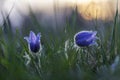 Pulsatilla pratensis - two developed, purple passerine flowers in spring grass in a meadow. The setting sun in the background