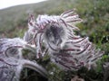 Pulsatilla pratensis