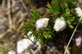 Pulsatilla scherfelii in bloom