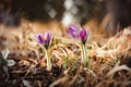 Pulsatilla slavica Royalty Free Stock Photo