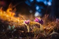 Pulsatilla slavica Royalty Free Stock Photo