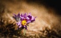 Pulsatilla slavica Royalty Free Stock Photo