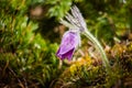 Pulsatilla slavica Royalty Free Stock Photo