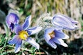 Pulsatilla slavica flower, beauty filter Royalty Free Stock Photo