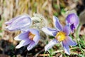 Pulsatilla slavica flower, photo filter Royalty Free Stock Photo