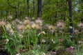 Pulsatilla slavica. Spring flower in the forest. A beautiful purple fluffy plant