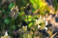 Pulsatilla vernalis, growing in a pine forest