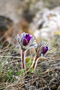 Pulsatilla vernalis PulsatÃÂ­lla montana. Black Pulsatilla.