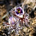Pulsatilla vernalis PulsatÃÂ­lla montana. Black Pulsatilla. Royalty Free Stock Photo