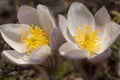 Pulsatilla Vernalis - Spring Pasqueflower Royalty Free Stock Photo