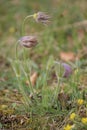 Pulsatilla vulgaris (common pasque flower or Danes blood)