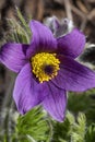 Pulsatilla vulgaris commonly known as pasqueflower