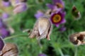 Pulsatilla vulgaris or Pasqueflower fully closed in garden