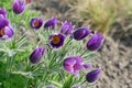 Pulsatilla vulgaris, pasque flower, pasqueflower or European pasqueflower Royalty Free Stock Photo