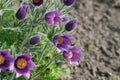 Pulsatilla vulgaris, pasque flower, pasqueflower or European pasqueflower Royalty Free Stock Photo