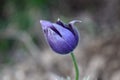 Pulsatilla vulgaris or Pasque flower single partially open violet flower planted in local garden on warm spring day