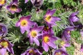 Pulsatilla vulgaris or Pasqueflower blooming in garden