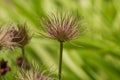 Pulsatilla vulgaris, the pasqueflower. Close-up. With a green striped background. Flower stalks in the background . Green