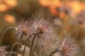 Pulsatilla vulgaris, the pasqueflower. Close-up. On a green-yellow background