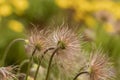 Pulsatilla vulgaris, the pasqueflower. Close-up. On a green-yellow background