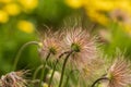 Pulsatilla vulgaris, the pasqueflower. Close-up. On a green-yellow background