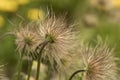 Pulsatilla vulgaris, the pasqueflower. Close-up