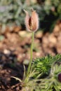 Pulsatilla vulgaris or Pasqueflower flowering plant with hairy stem and finely dissected leaves with bell shaped silky seed head Royalty Free Stock Photo