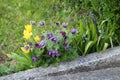 Pulsatilla vulgaris or Pasqueflower flowering plants with bell shaped purple flowers mixed with yellow Tulips and Hyacinths Royalty Free Stock Photo