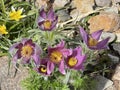 Pulsatilla, vulgaris Royalty Free Stock Photo