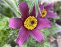 Pulsatilla, vulgaris Royalty Free Stock Photo