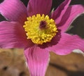 Pulsatilla, vulgaris Royalty Free Stock Photo