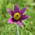 Pulsatilla, vulgaris Royalty Free Stock Photo