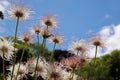 Pulsatilla vulgaris plant in new Zealand