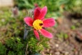 Pulsatilla vulgaris Rubra flower in herb garden spring season nature