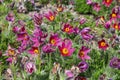 Pulsatilla vulgaris `Rubra` Royalty Free Stock Photo