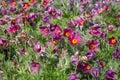 Pulsatilla vulgaris `Rubra` Royalty Free Stock Photo