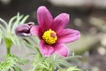 Pulsatilla vulgaris, springtime pink purple flower with yellow center Royalty Free Stock Photo