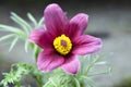 Pulsatilla vulgaris, springtime pink purple flower with yellow center Royalty Free Stock Photo