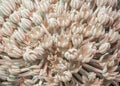 Pulsating soft coral