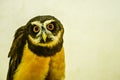 Pulsatrix perspicillata or spectacled owl is a species of strigiform bird in the Strigidae family.