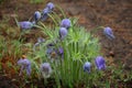 PulsatÃÂ­lla, lumbago, folk names - Urgulki, sleep-grass, snowdrops, early spring