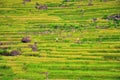 Beautiful PuLuong rice terraces