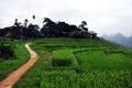 Puluong, the wonderful rice fields