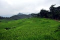 Puluong, the wonderful rice fields
