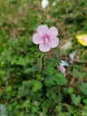 pulutan flower and an ant Royalty Free Stock Photo